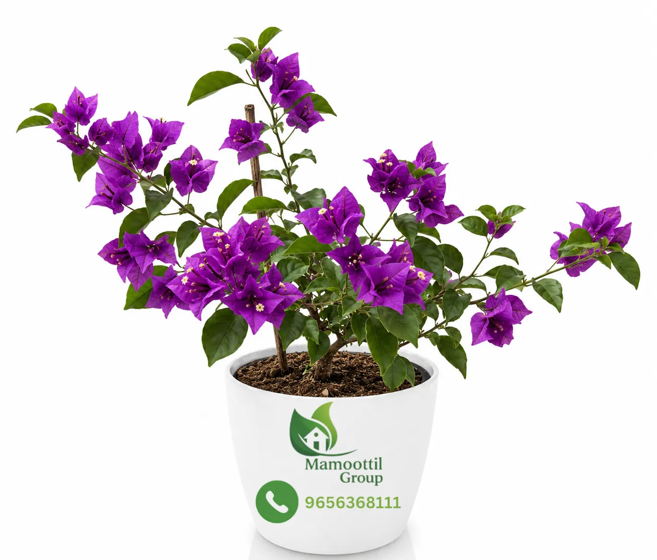 Royal Violet Profile
